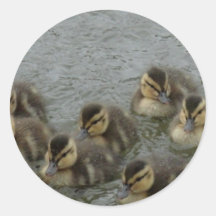 Canards de bébé autocollants