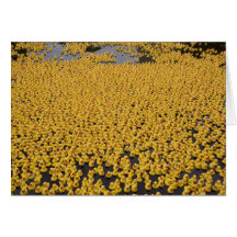 Canards de DND Cartes
