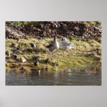 Canards de loisirs posters