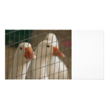 Canards de Pekin dans l'image de cage Cartes Avec Photo
