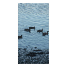 Canards Photocarte