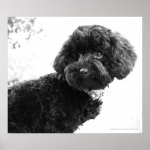 Caniche de jouet noir dans la copie de B&W Poster