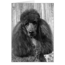 Caniche standard noir Headstudy Carte