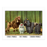 Caniches vintages carte postale