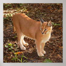 CaracalBCR008 Affiche