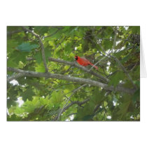 Cardinal cartes