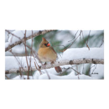 Cardinal dans la tempête de neige photocartes personnalisées