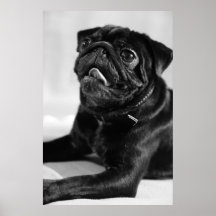 Carlin Poster
