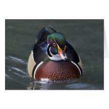 Carte américaine de canard en bois