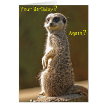 Carte d'anniversaire de Meerkat