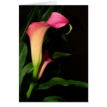 Carte d'art de fleur de zantedeschia