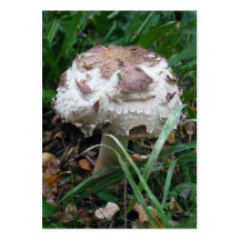 Carte de collection de champignon cartes de visite personnelles