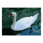 Carte de cygne