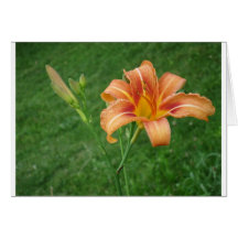 carte de daylily