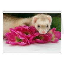 Carte de furet