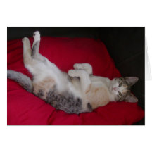 Carte de Kitty