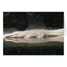 Carte de note blanche d'alligator