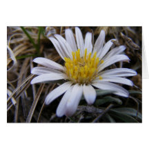 Carte de note blanche de blanc de fleur sauvage de