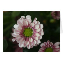 Carte de note de chrysanthème