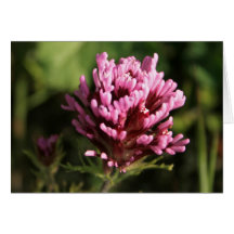 Carte de note - fleur sauvage
