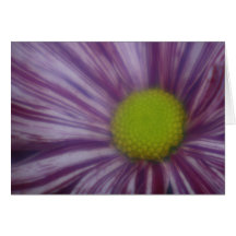 Carte de note pourpre et blanche de chrysanthème