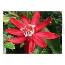 Carte de note rouge de fleur de passion
