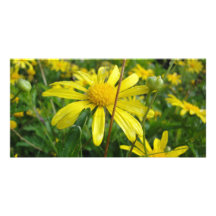 carte de photographies marguerites jaunes photocarte personnalisée