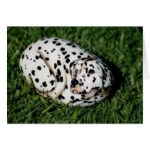 Carte de roche de chien de "Dalmation"