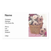 Carte de visite de l'Himalaya de chatons