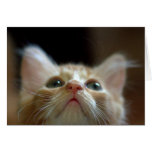 Carte de voeux avec le chaton tigré orange adorabl