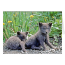 Carte de voeux de CUB de loup gris
