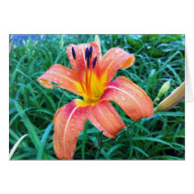 Carte de voeux de Daylily