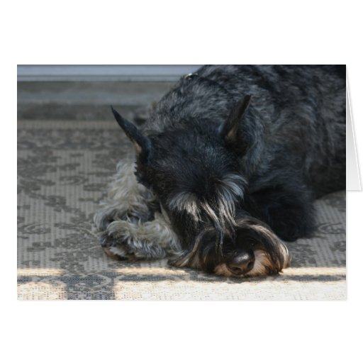 Carte de voeux de photo de Schnauzer standard de "