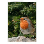 Carte de voeux de Robin de Noël