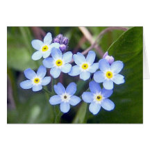 Carte de voeux des myosotis des marais 2