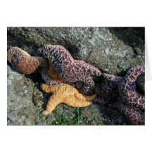 Carte de voeux :  Étoiles de mer