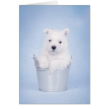 Carte de Westie
