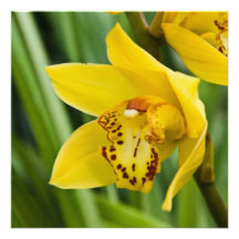 Carte/invitation d'orchidée de Cymbidium