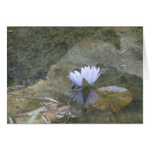 Carte lavenday pâle de nénuphar