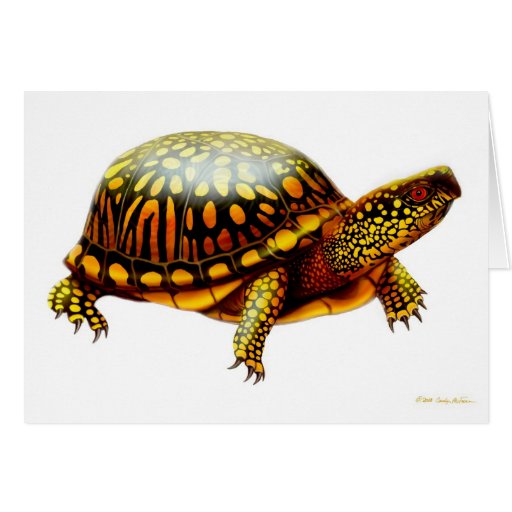 Carte orientale de tortue de boîte