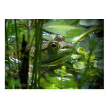 Carte photo d'ATC de grenouille verte Carte De Visite