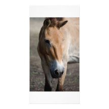 Carte photo de cheval photocartes