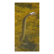 Carte photo de salutation de serpent carte avec photo