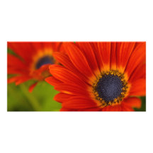Carte photo rouge de marguerite carte avec photo