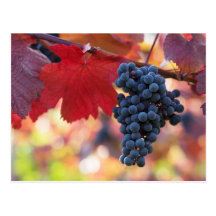 Carte postale 72 de fruit et de nourriture