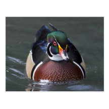 Carte postale américaine de canard en bois