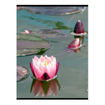 Carte postale assez rose de nénuphar