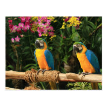 Carte postale bleue et jaune d'ara
