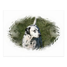 Carte postale dalmatienne