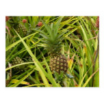 Carte postale de bébés d'ananas